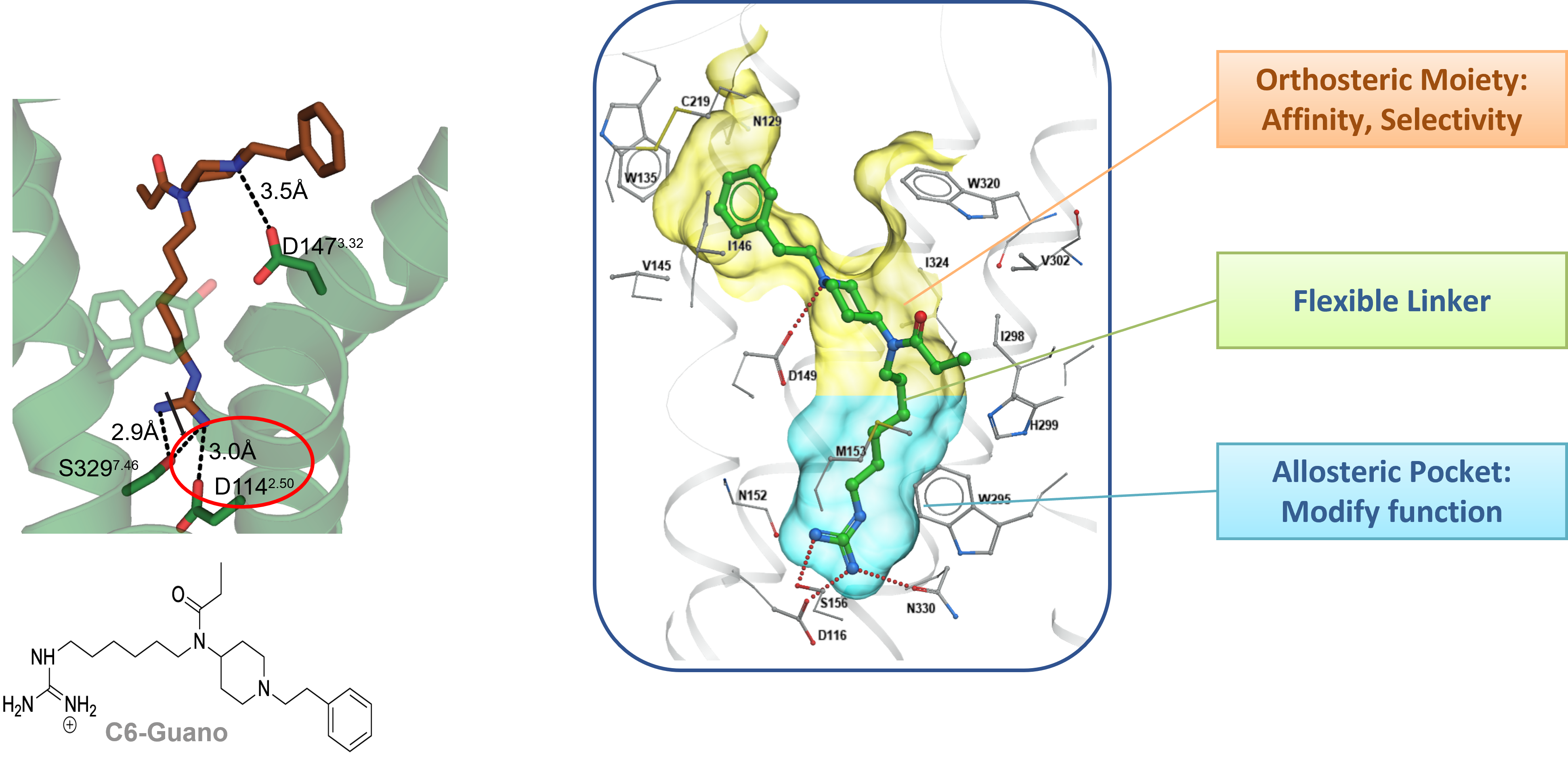 Design of mu opioid bitopic ligand